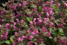 Lamium maculatum 'Roseum' bestellen